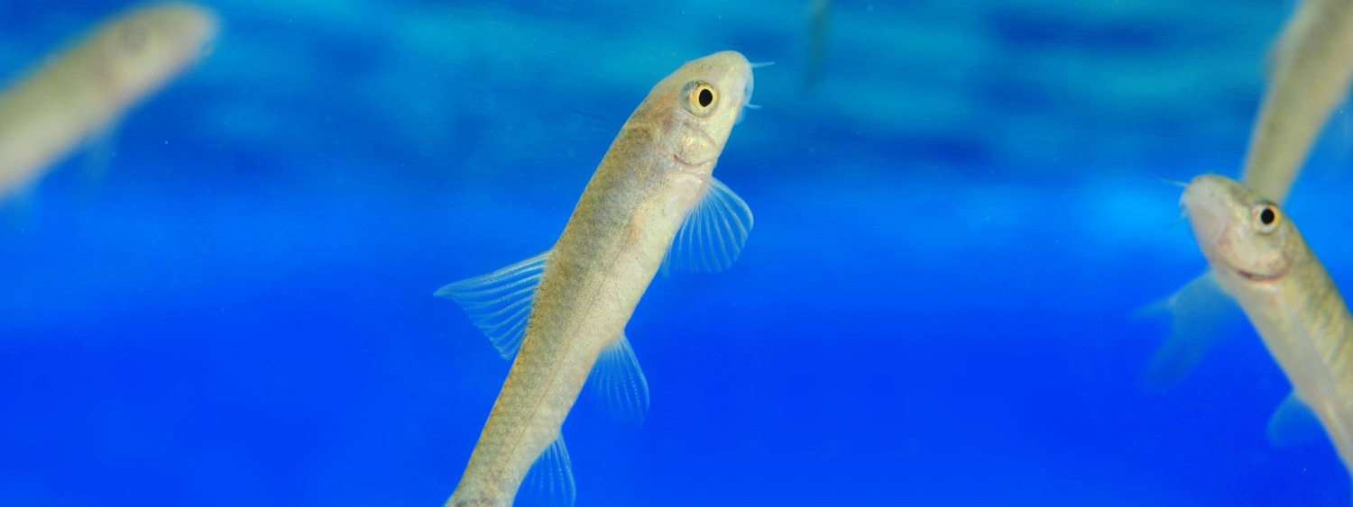 KnabberSpa Kangalfische, Garra Rufa, Aquarien & Seminare B2B