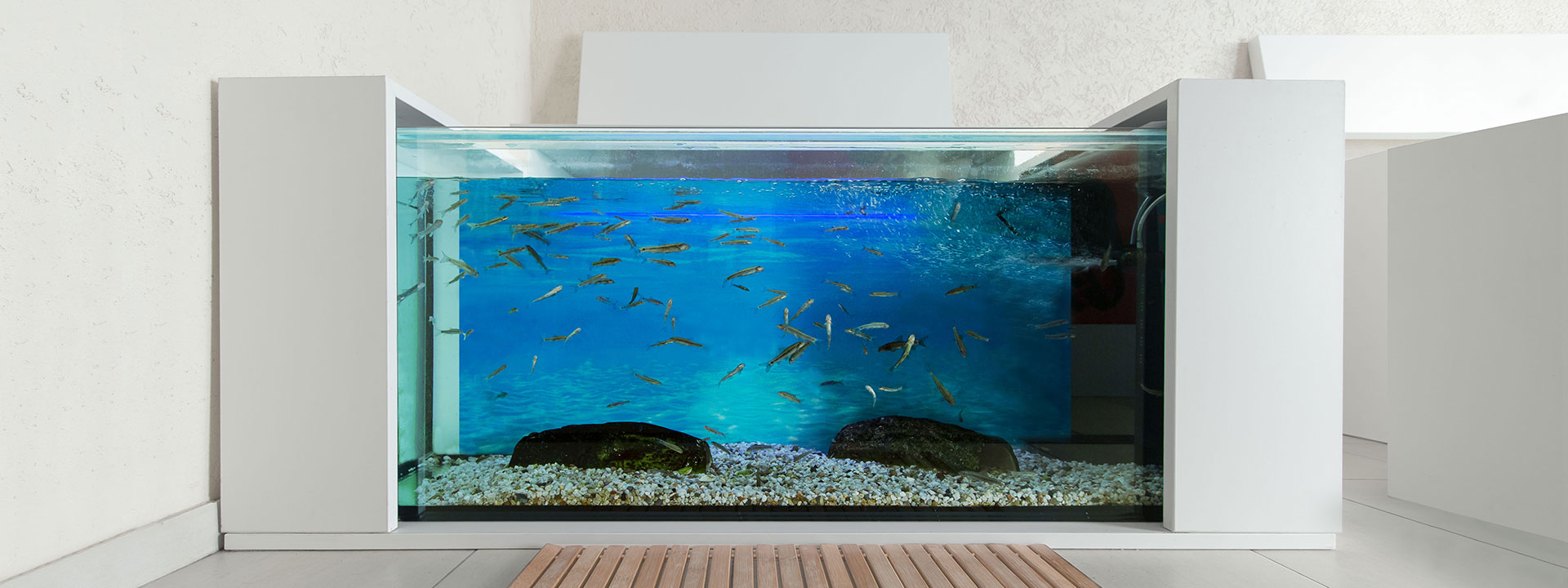 Knabber-Spa Design-Aquarien für Kangalfische B2B